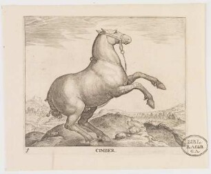 Pferd Cimber