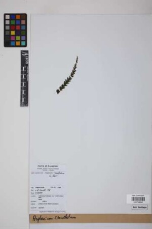 Asplenium caudatum G.Forst.