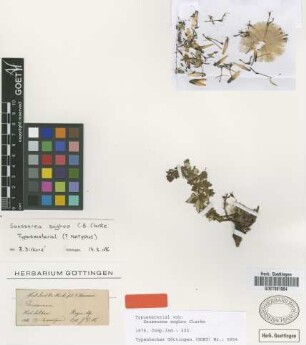 Saussurea sughoo C.B.Clarke [type]