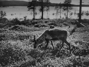 Archivfotografie "motive_tiere_wild_rentiere_3645"