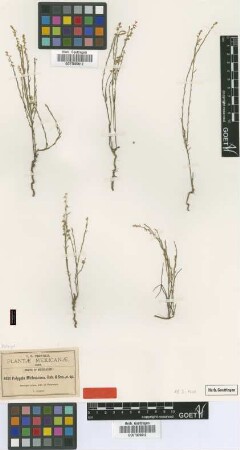 Polygala michoacana B.L.Rob. & Seaton [type]
