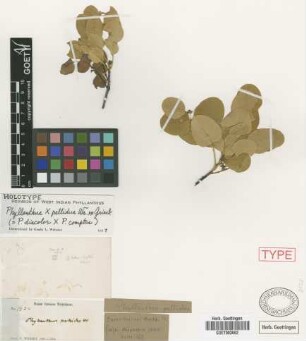 Phyllanthus x pallidus C.Wright ex Griseb. [holotype]