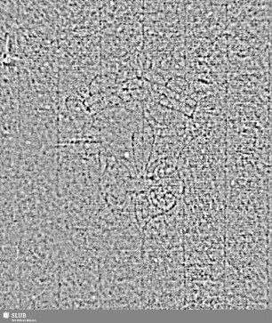 Lilienschild (gekrönt) / REINHART = S.119/120