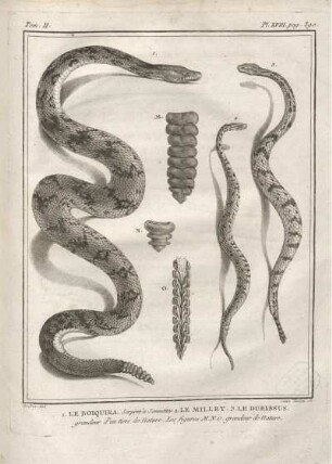 Pl. XVIII