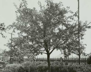 Ausgelichteter Obstbaum