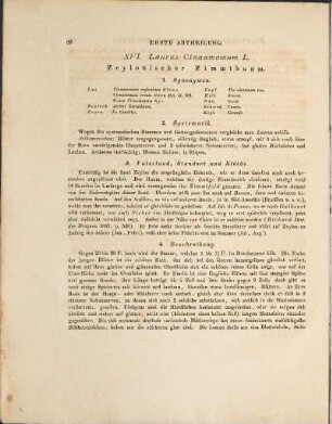 XVI. Laurus Cinnamomum L.