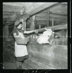 Arbeitsmaid des Reichsarbeitsdienstes beim Füttern der Kühe im Stall