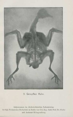 II. Gerupftes Huhn