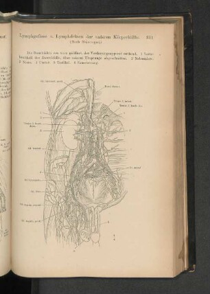 Lymphgefässe u. Lymphdrüsen der unteren Körperhälfte.