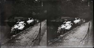 Paris. Bois de Boulogne. Jardin d'Acclimatation