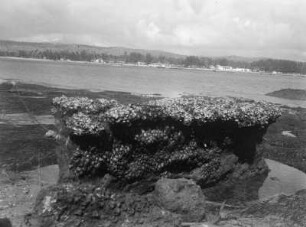 Lindi-Bucht : Blick auf ein bewachsenes Riff in der Lindi-Bucht bei Ngambo