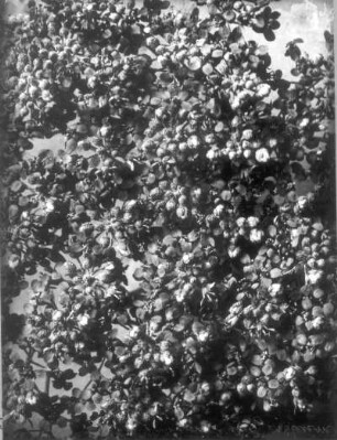 Silbergraues Steinkraut (Alyssum argenteum), Blütenstand in Knospe