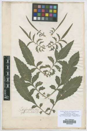Scabiosa