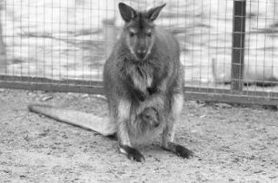 Nachwuchs bei den Kängurus im Karlsruher Zoo