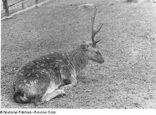 Zoologischer Garten Dresden. Hirsch