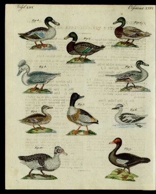 Enten verschiedener Art.