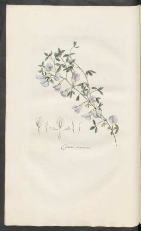 Cytisus purpureus