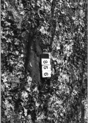 Grabstein 856 (Index: 99902296) Material: Sandstein Zustand: Stein umgestürzt Besonderheit: keine Maßangaben: Grabstein 856