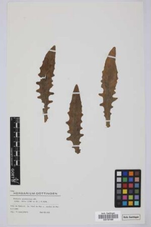 Andryala glandulosa varia (Lowe ex DC.) R.Fern.