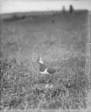 Kiebitz : Kiebitzmännchen (Vanellus vanellus Linnaeus) am Nest.