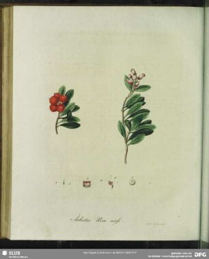 Arbutus Uva Ursi. Baerentraube