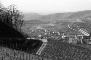 Bickensohl: Umgelegte Weinberge mit Blick auf Bickensohl