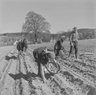 Kartoffellese Rachlau : Rachlau. Bauern auf dem Feld bei der Kartoffellese