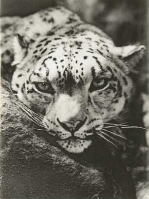 Dresden. Zoologischer Garten. Schneeleopard (Irbis, Panthera uncia)