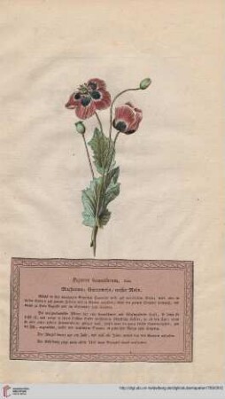 Papaver Somniferum