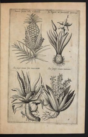 Taf. 31. [Ananas, Trigidia und Aloe]