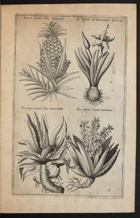 Taf. 31. [Ananas, Trigidia und Aloe]