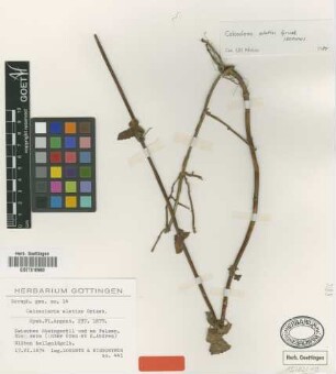 Calceolaria elatior Griseb. [isolectotype]