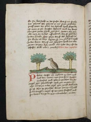 Rebhuhn; (Teil III B: Von den Vögeln)