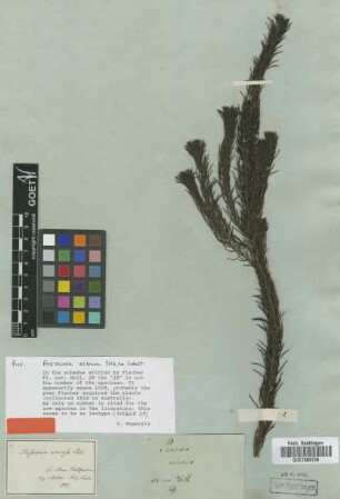 Persoonia acerosa Sieber ex Schult. [isotype]