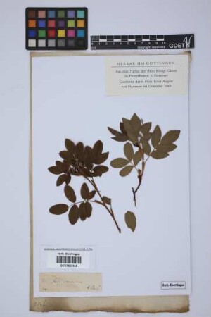 Rosa cinnamomea