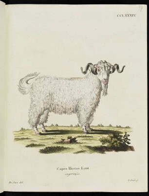 CCLXXXIV. Capra Hircus Linn. angorensis.