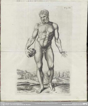 Fig. XI