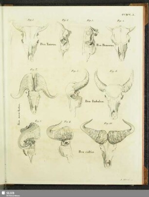Bos Taurus. Bos Bonasus. Bos moschatus. Bos Bubalus. Bos caffer