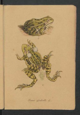 Rana esculenta L.