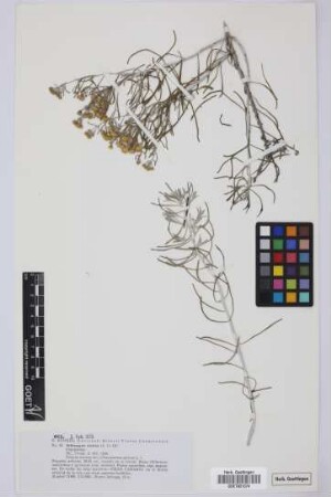 Schizogyne sericea (L.) Sch.Bip.