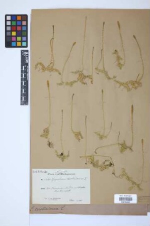 Pseudolycopodiella serpentina (Kze.) Holub