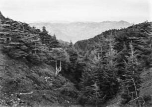 Zedernwald : Zedernwald an den Hängen des Nationalparks Chréa