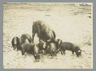 Sahlis. Schweineherde im Gutshof