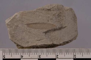 Termite (Ulmeriella strausi)