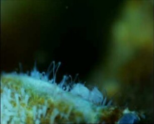 Hydractinia echinata (Hydrozoa) - Organisation des Stockes, Nahrungsaufnahme