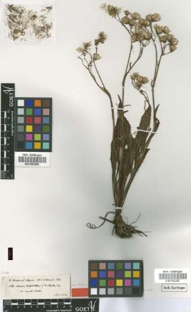Senecio hochstetteri Sch.Bip. ex A.Rich. [type]