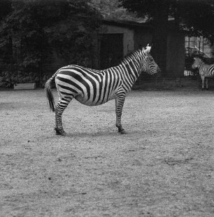 Zootiere. Zebra
