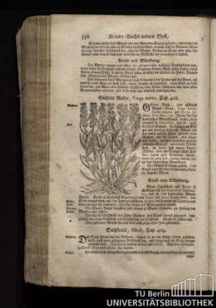 Cap. 409. Salzkraut, Alkali.