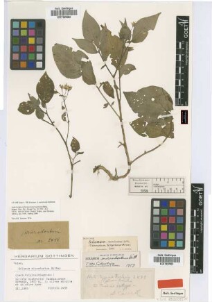 Solanum microdontum Bitter
