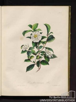 Camellia sesanqua alba